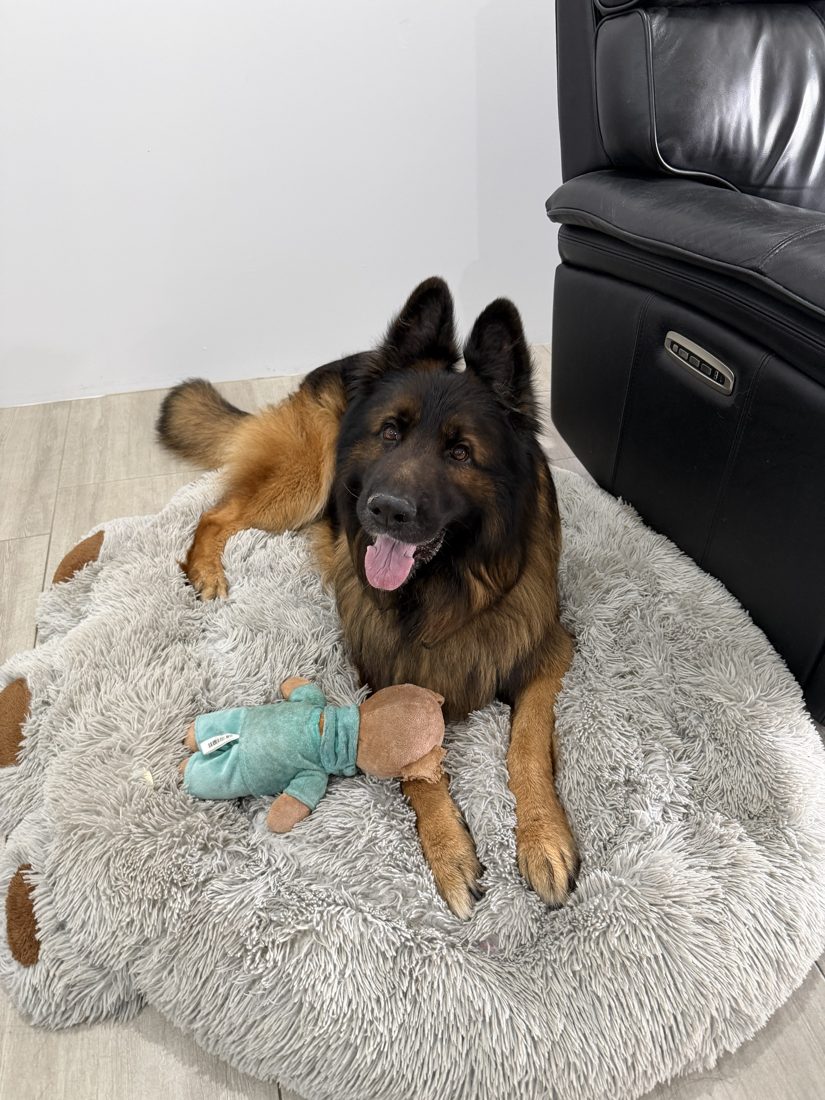 A long-haired German Shepherd relaxing on a fluffy bed with a soft toy