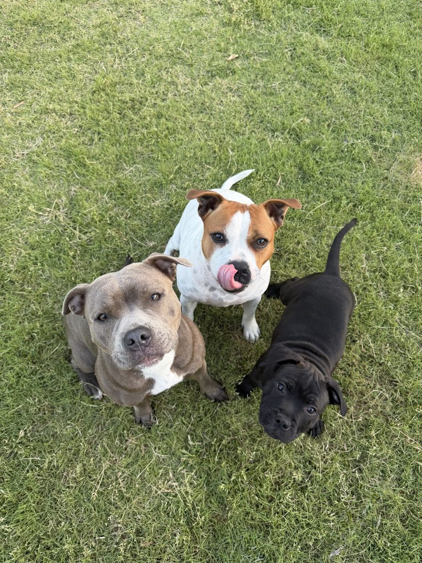 Three dogs sitting together on the grass looking up, one licking its nose